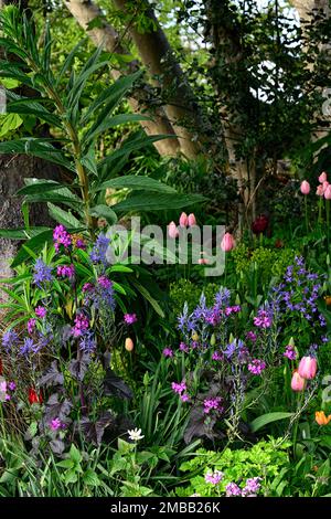 Lunaria annua Chedglow, jährliche Ehrlichkeit, violette Ehrlichkeit, camassia, camassia und Lunaria, blaue und violette Blumen, dunkel, gemischt, Kombination, Bett, Rand, Garde Stockfoto