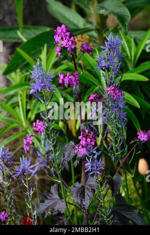 Lunaria annua Chedglow, jährliche Ehrlichkeit, violette Ehrlichkeit, camassia, camassia und Lunaria, blaue und violette Blumen, dunkel, gemischt, Kombination, Bett, Rand, Garde Stockfoto
