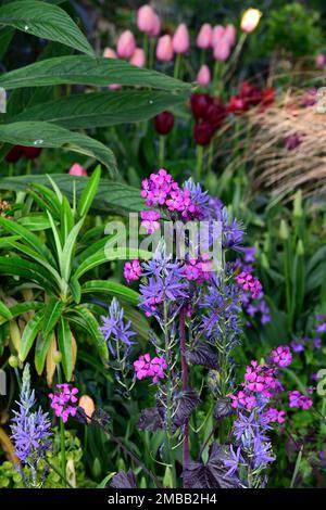 Lunaria annua Chedglow, jährliche Ehrlichkeit, violette Ehrlichkeit, camassia, camassia und Lunaria, blaue und violette Blumen, dunkel, gemischt, Kombination, Bett, Rand, Garde Stockfoto