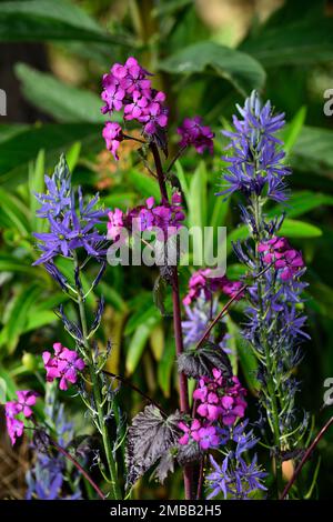 Lunaria annua Chedglow, jährliche Ehrlichkeit, violette Ehrlichkeit, camassia, camassia und Lunaria, blaue und violette Blumen, dunkel, gemischt, Kombination, Bett, Rand, Garde Stockfoto