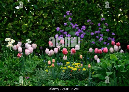 tulipa Lachs van eijk, tulipa van eijk, rosa darwin Hybrid Tulpen, tulipa van eijk, Lunaria purpurea, Tulpen und Ehrlichkeit, Tulpe und Ehrlichkeit flwerdend, Tulpe Stockfoto