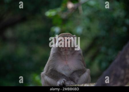 Macaque auf Monkey Island Ha Long Bay Vietnam Stockfoto