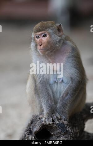 Macaque auf Monkey Island Ha Long Bay Vietnam Stockfoto