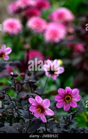 Dahlia HS Juliet,Pink Purple Flower,Pink Purple Flowers,Single Flowers,Insektenfreundliche Dahlia,Blumen,blühend,Blume,Dahlia,RM Floral Stockfoto
