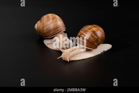 Traubenschnecken auf dunklem Hintergrund. Stockfoto