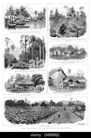 "Der Tabakanbau in Sumatra", 1890. Aus „The Graphic. An Illustrated Weekly Newspaper“, Band 42. Juli bis Dezember 1890. Stockfoto