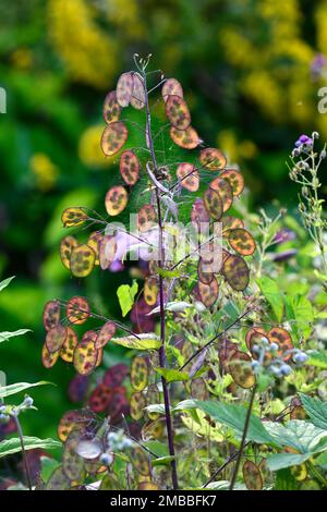 lunaria annua Chedglow, Ehrlichkeit Samenkopf, Ehrlichkeit Samenkopf, Samenköpfe, Samenkapseln, Samenkapseln, Samenkapseln, Samenkopf, Samenköpfe, attraktives Pflanzenskelett, Anziehen Stockfoto