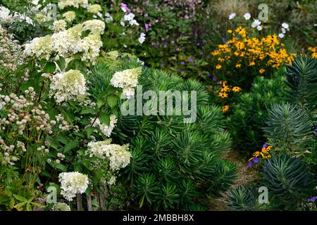 Hydrangea paniculata Limelight, Euphorbia Wulfenii, Euphorbias, Rudbeckia fulgida var sullivantii Goldsturm, gemischtes Pflanzschema, Pfad durch Euphorbien Stockfoto