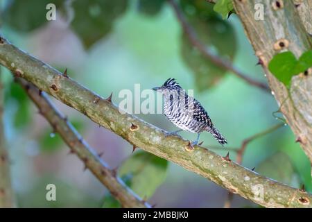 Ein schwarz-weißer Vogel, versperrter Antschrike, hoch oben auf einem Ast mit einem weichen pastellfarbenen Hintergrund. Stockfoto