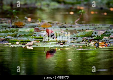 Ein schlaffer Jacana, Vogel trinkt aus einem Sumpf, während er auf Lilienfüßen steht, die sich im Wasser spiegeln. Stockfoto
