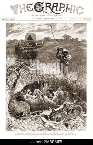 „The Graphic, Front Cover Saturday, 12. September 1891“, 1891. Ein unhöfliches Erwachen: Ein Vorfall von Reisen in Südafrika. Aus „The Graphic. An Illustrated Weekly Newspaper“, Band 44. Juli bis Dezember 1891. Stockfoto