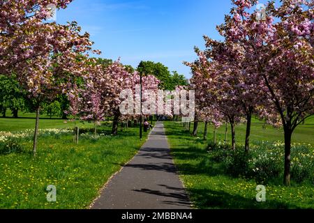 Malerische Tree Avenue (farbenfrohe rosa Blüten in Blüte, Zweige über dem Fußweg, entspannender Tag im Frühling) - The Stray, Harrogate, England, Großbritannien. Stockfoto