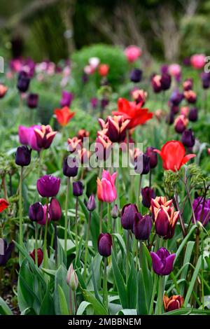 tulip negrita; Tulip havran; Tulip Continental; Tulip paul sherer; Tulip Nationalsamt, gemischtes Tulpenbett, heiße Farben, heißes Bett, Frühling im Garten, Stockfoto