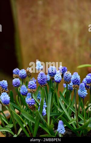 Muscari azureum, blaue Trauben-Hyazinth, blaue Blumen, Frühling, Frühlingsblumen, Garten im Frühling, RM Floral Stockfoto