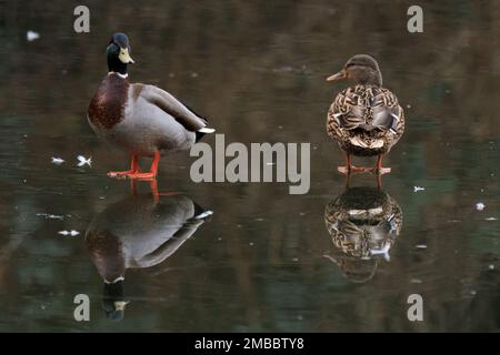 WETTER IN GROSSBRITANNIEN. London, Großbritannien. Während die eisigen Wintertemperaturen im ganzen Land anhalten, steht ein Paar Mallard Ducks auf dem Eis, das den gefrorenen See im St. James's Park, Westminster.UK, bedeckt. London, Großbritannien. Während die eisigen Wintertemperaturen im ganzen Land anhalten, steht ein Paar Mallard Ducks auf dem Eis, das den gefrorenen See im St. James's Park, Westminster, bedeckt. Foto: Amanda Rose/Alamy Live News Stockfoto