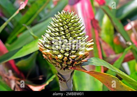 Bromelienblüte (Aechmea pectinata) im Tropenwald, Rio Stockfoto