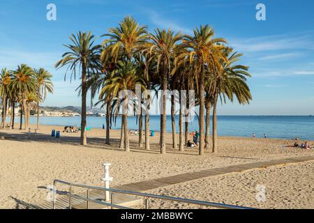 Palmen am Sandstrand von Villajoyosa, Alicante, Spanien Stockfoto