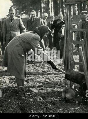 'Planting A Red Oak', 3. März 1945 (1947). Prinzessin Elizabeth (zukünftige Königin Elizabeth II.) pflanzt einen Baum, unterstützt von Susan, einer ihrer walisischen Corgis. Die königliche Familie pflanzte Eichen in Form eines Kreuzes im Windsor Great Park, um den Bemühungen des Roten Kreuzes im Landwirtschaftskrieg zu gedenken. Links ist der Vater der Prinzessin, König George VI Von "Prinzessin Elizabeth: The Illustrated Story of 21 years in the Life of the Thron Presumptive" von Dermot Morrah. [Odhams Press Limited, London, 1947] Stockfoto