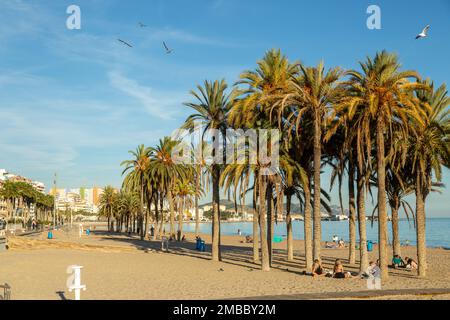 Palmen an einem Sandstrand in Villajoyosa, Alicante, Spanien Stockfoto