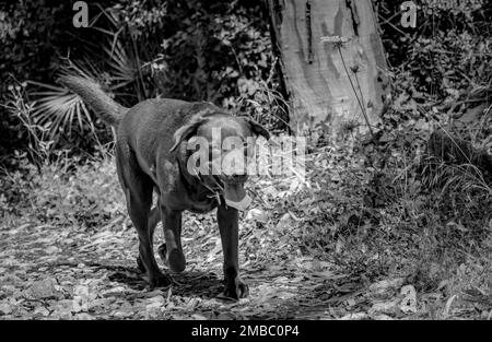 Ein Schwarzweißbild meines Schokoladen-Labrador, der im Wald spazieren geht Stockfoto