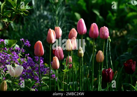 tulpenlachs Impression, tulipa Lachs Impression, Lachs-Aprikosen Blumen, darwin Hybrid, Frühling im Garten, RM Floral Stockfoto