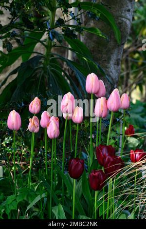 tulpenlachs Impression, tulipa Lachs Impression, Lachs-Aprikosen Blumen, darwin Hybrid, Frühling im Garten, RM Floral Stockfoto