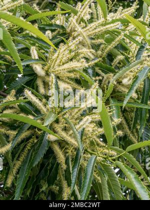 Großaufnahme der blühenden Katzenblüten des süßen Kastanienbaums (Castanea sativa) im Sommer (Juli), Bradgate Park Leicestershire, England, Großbritannien Stockfoto