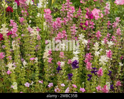 Bunte, bunte, bunte Salvia viridis (Clary) blühende Blüten im Juli, England, Großbritannien Stockfoto