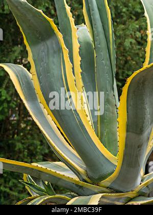 Nahaufnahme von Agave Americana Variegata Jahrhundert sukkulente Pflanze Stockfoto