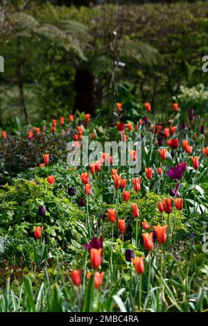 tulipa Ballerina, tulipa paul scherer, Tulpenballerina und paul scherer, Blumen, Frühlingsblumen-Kombination, Garten, orange-violette Blüten-Kombination Stockfoto