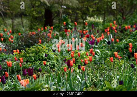 tulipa Ballerina, tulipa paul scherer, Tulpenballerina und paul scherer, Blumen, Frühlingsblumen-Kombination, Garten, orange-violette Blüten-Kombination Stockfoto