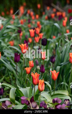 tulipa Ballerina, tulipa paul scherer, Tulpenballerina und paul scherer, Blumen, Frühlingsblumen-Kombination, Garten, orange-violette Blüten-Kombination Stockfoto