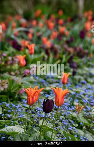 tulipa Ballerina, tulipa paul scherer, Tulpenballerina und paul scherer, Tulpen und vergiss mich, Tulpen und Myosotis sylvatica, Blumen, Frühlingsblume C. Stockfoto