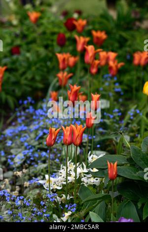 tulipa Ballerina, Tulpen Ballerina, Tulpen Erythronium und vergiss mich, Tulpen und Myosotis sylvatica, Blumen, Frühlingsblumen-Kombination, Garten, Gärten Stockfoto