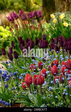 myosotis sylvatica, tulipa Black Jack, tulipa Purple Dream, tulipa, tulipa, orange rote Tulpen blau, vergiss mich nicht, Tulpen und vergiss mich nots, myosotis sylvati Stockfoto