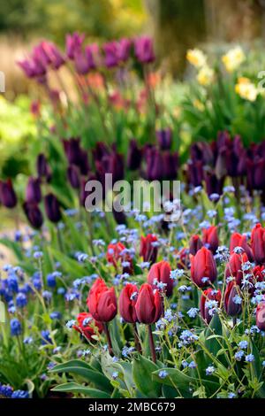 myosotis sylvatica, tulipa Black Jack, tulipa Purple Dream, tulipa, tulipa, orange rote Tulpen blau, vergiss mich nicht, Tulpen und vergiss mich nots, myosotis sylvati Stockfoto