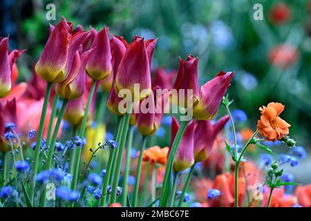 tulipa Streichholz, Tulpen Streichholz, myosotis sylvatica, blau vergesst mich nicht, rote orange gelbe blaue Blumen, Frühling im Garten, Tulpen und Schmiede Stockfoto