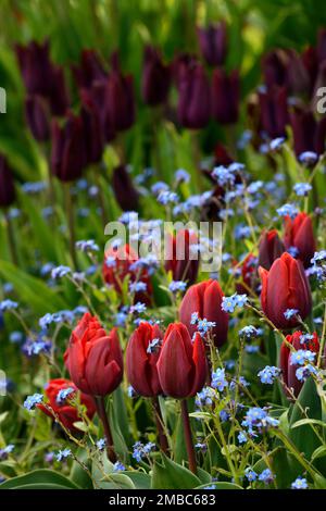 myosotis sylvatica, tulipa Black Jack, tulipa Purple Dream, tulipa, tulipa, orange rote Tulpen blau, vergiss mich nicht, Tulpen und vergiss mich nots, myosotis sylvati Stockfoto