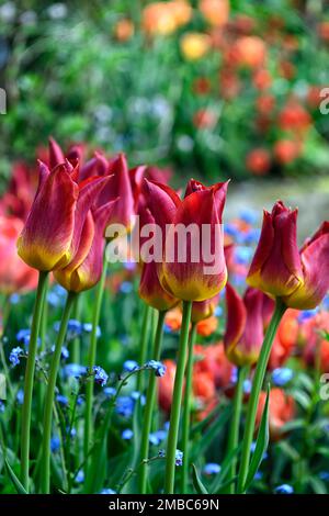 tulipa Streichholz, Tulpen Streichholz, myosotis sylvatica, blau vergesst mich nicht, rote orange gelbe blaue Blumen, Frühling im Garten, Tulpen und Schmiede Stockfoto