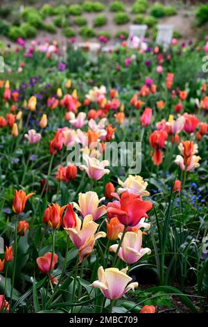 tulipa Rouge Lady, tulipa Ballerina, tulipa Rosa Impression, tulipa suncatcher, rote orange gelbe Aprikosenblüten, Frühling im Garten, gemischte Tulpen, Zimt Stockfoto