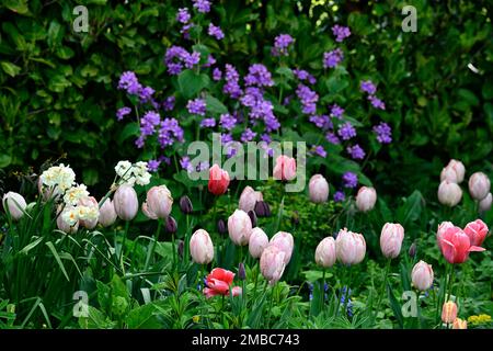 tulipa Lachs van eijk, tulipa Mystic van eijk, Pink darwin Hybrid Tulpen, tulipa van eijk, Lunaria purpurea, Tulpen und Ehrlichkeit, Tulpen und Ehrlichkeit flwerin Stockfoto