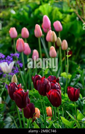 tulpenlachs Impression, tulipa Lachs Impression, Lachs-Aprikosen Blumen, darwin Hybrid, Frühling im Garten, RM Floral Stockfoto