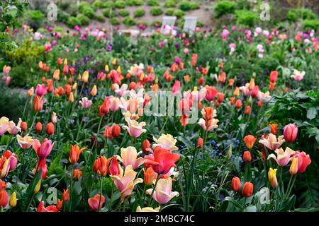 tulipa Rouge Lady, tulipa Ballerina, tulipa Rosa Impression, tulipa suncatcher, rote orange gelbe Aprikosenblüten, Frühling im Garten, gemischte Tulpen, Zimt Stockfoto