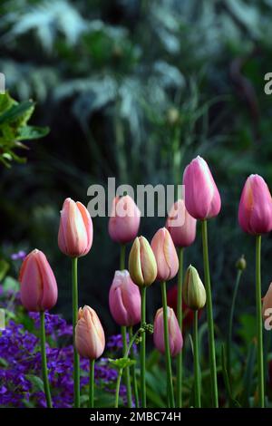 tulpenlachs Impression, tulipa Lachs Impression, Lachs-Aprikosen Blumen, darwin Hybrid, Frühling im Garten, RM Floral Stockfoto