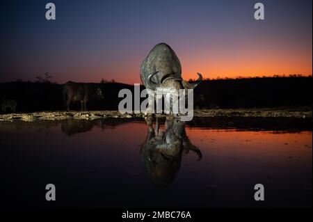 Afrikanische Büffel trinken bei Einbruch der Nacht an einem Wasserloch in Südafrika. Stockfoto