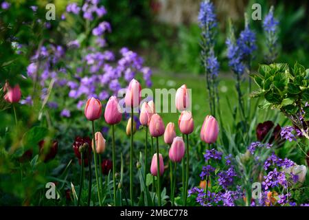 tulpenlachs Impression, tulipa Lachs Impression, Lachs-Aprikosenblüten, darwin Hybrid, camassia und Tulpen, blaue und rosa Tulpen, Frühling im Garten, RM Stockfoto