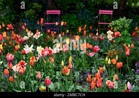 tulipa Rouge Lady, tulipa Ballerina, tulipa Rosa Impression, tulipa suncatcher, rote orange gelbe Aprikosenblüten, Frühling im Garten, gemischte Tulpen, Nadel Stockfoto