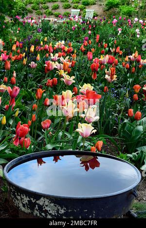 tulipa Rouge Lady, tulipa Ballerina, tulipa Rosa Impression, tulipa suncatcher, rote orange gelbe Aprikosenblüten, Frühling im Garten, gemischte Tulpen, wat Stockfoto