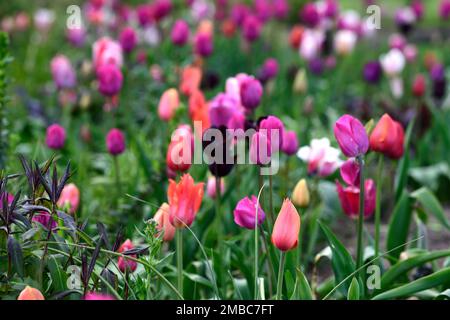 Gemischte Tulpen, rote rosa orangefarbene Tulpen, rote orangefarbene Aprikosenblüten, Frühling im Garten, gemischte Tulpen, Blumenmuster Stockfoto