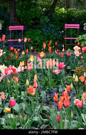 tulipa Rouge Lady, tulipa Ballerina, tulipa Rosa Impression, tulipa suncatcher, rote orange gelbe Aprikosenblüten, Frühling im Garten, gemischte Tulpen, Nadel Stockfoto